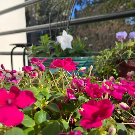 Dream Garden * סנטה קרוז דה טנריף