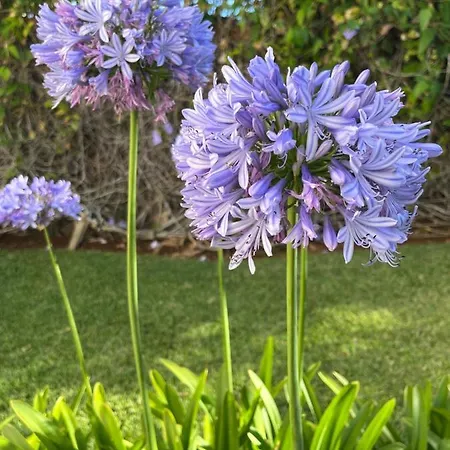 דירה Dream Garden סנטה קרוז דה טנריף