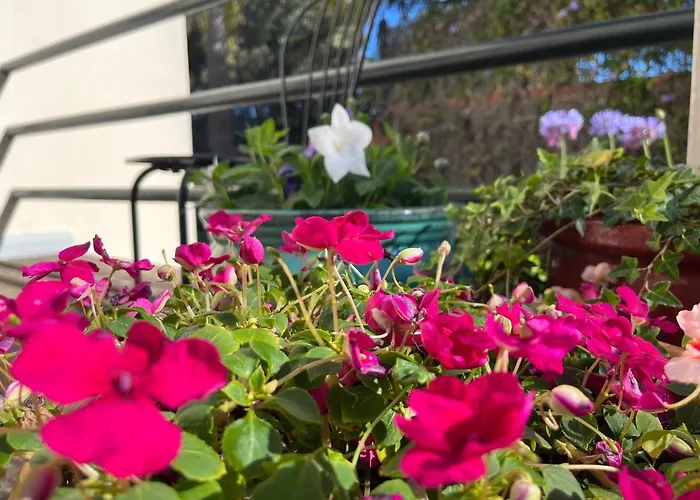 Dream Garden * Santa Cruz de Tenerife