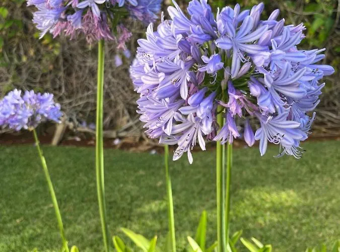 Apartment Dream Garden Santa Cruz de Tenerife